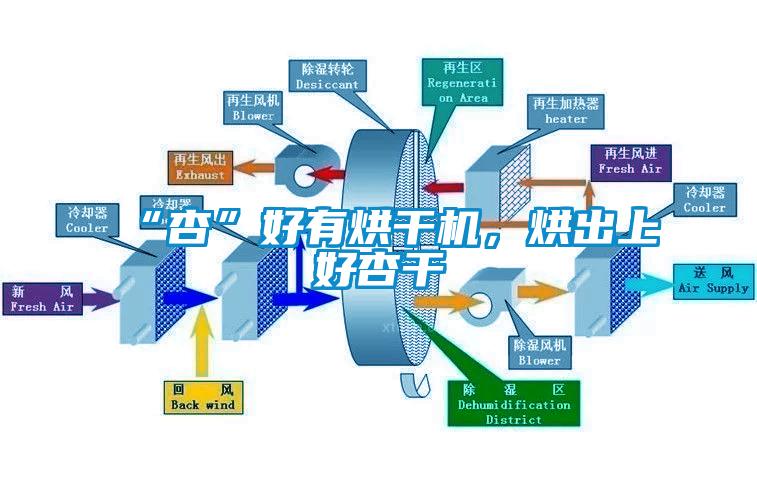 “杏”好有烘干機(jī)，烘出上好杏干